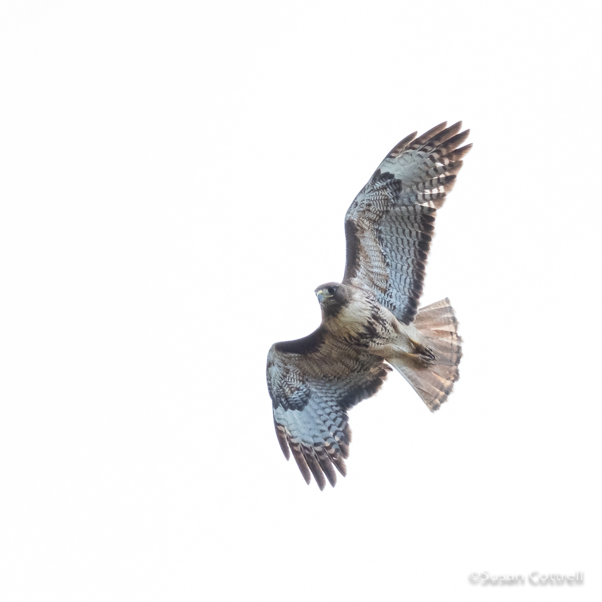 Raptor Studies Northwest